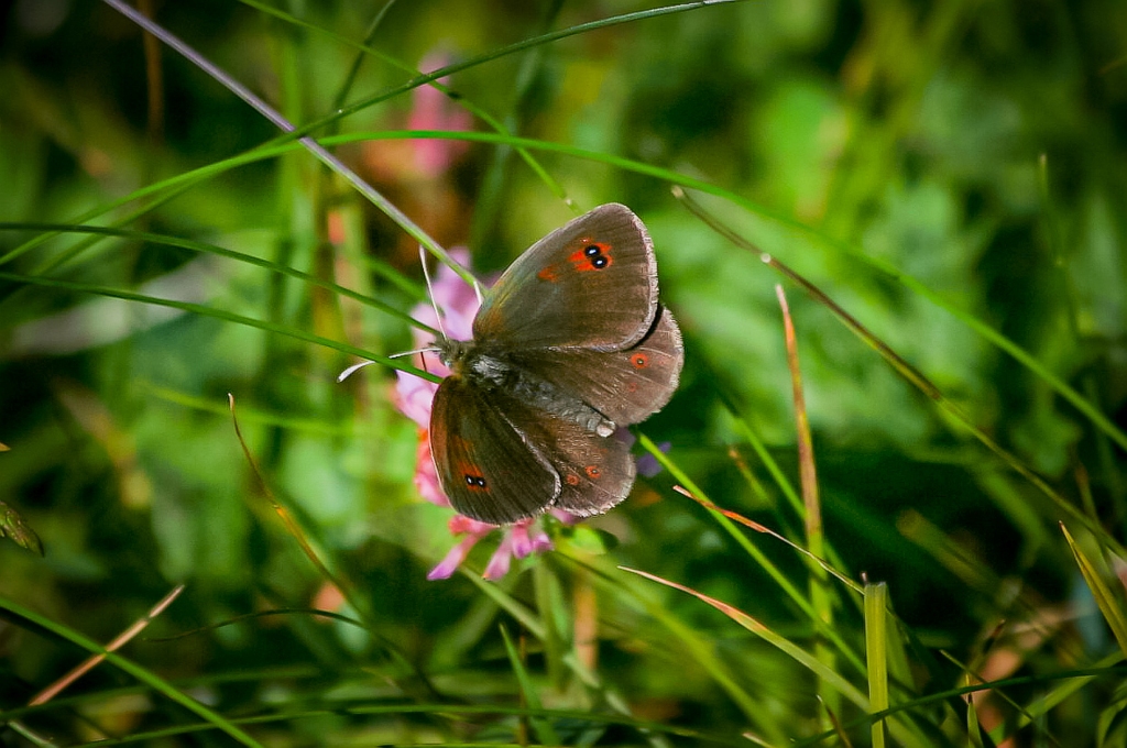 farfalla Erebia ottomana